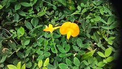 Arachis