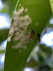 Aleurothrixus floccosus