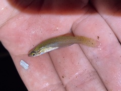 Fundulus blairae