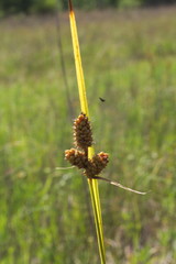 Carex hirsutella