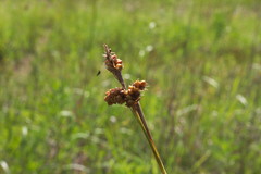 Carex hirsutella