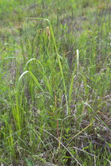 Phalaris caroliniana