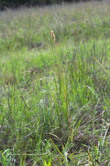 Phalaris caroliniana