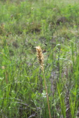 Phalaris caroliniana