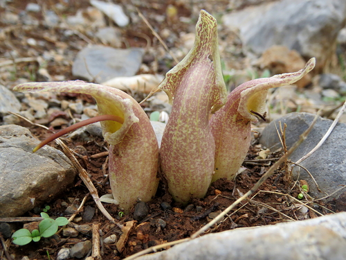 Cretan Biarum (Biarum davisii)