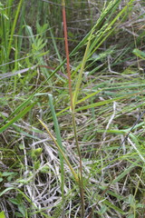 Phalaris caroliniana