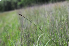 Carex triangularis