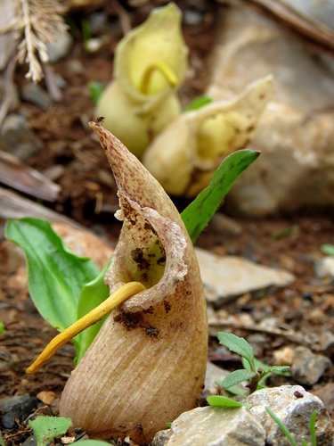 Image of Biarum davisii by (c) Ronald Flipphi, some rights reserved (CC BY-SA)