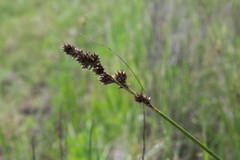Carex triangularis
