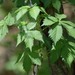 Parthenocissus quinquefolia - Photo (c) Carolyn Gritzmaker,  זכויות יוצרים חלקיות (CC BY-NC), uploaded by Carolyn Gritzmaker