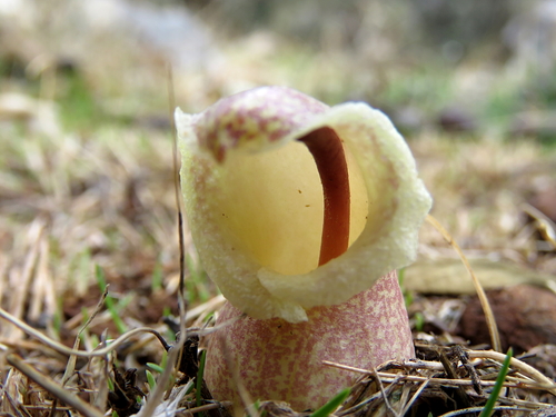 Image of Biarum davisii by (c) Ronald Flipphi, some rights reserved (CC BY-SA)