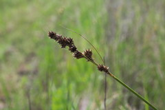 Carex triangularis