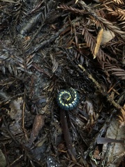 Harpaphe haydeniana scotia