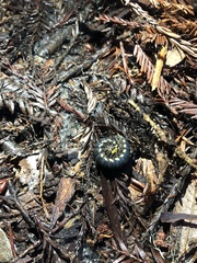 Harpaphe haydeniana scotia