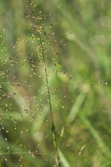 Dichanthelium inflatum