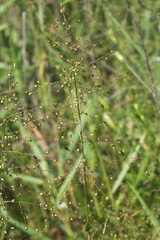 Dichanthelium inflatum