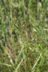 Dichanthelium inflatum