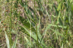 Dichanthelium inflatum