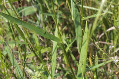 Dichanthelium inflatum