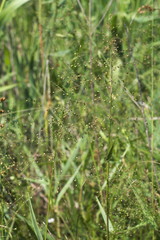 Dichanthelium inflatum