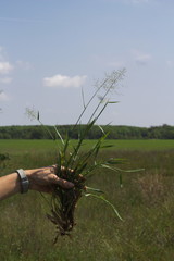 Dichanthelium inflatum