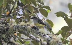 Myiarchus cephalotes