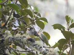 Myiarchus cephalotes