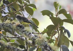Myiarchus cephalotes
