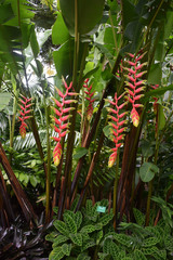 Heliconia standleyi