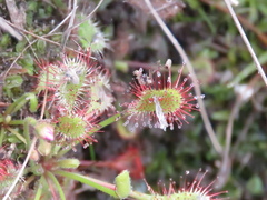 Drosera collinsiae