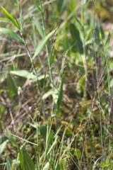 Dichanthelium aciculare