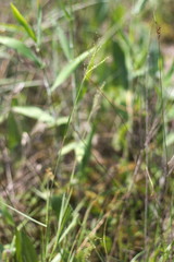 Dichanthelium aciculare