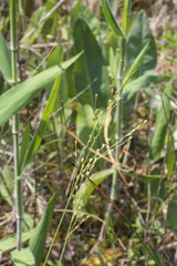 Dichanthelium aciculare