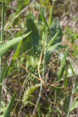 Dichanthelium aciculare