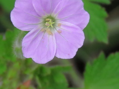 Geranium schlechteri