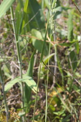 Dichanthelium aciculare