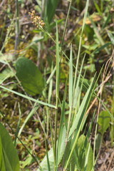 Dichanthelium aciculare