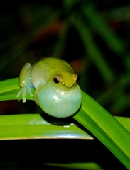 Sphaenorhynchus lacteus
