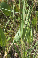 Dichanthelium aciculare