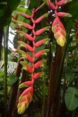 Heliconia standleyi