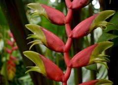Heliconia standleyi