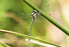 Eusynthemis deniseae
