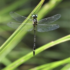 Eusynthemis deniseae