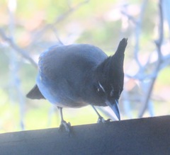 Cyanocitta stelleri