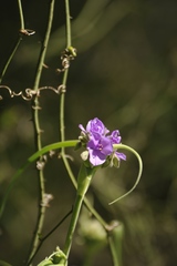 Tradescantia gigantea