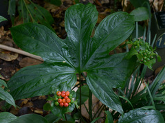 Tacca palmata