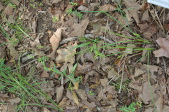 Carex caroliniana