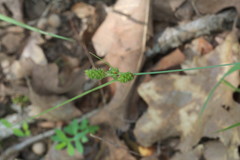 Carex caroliniana
