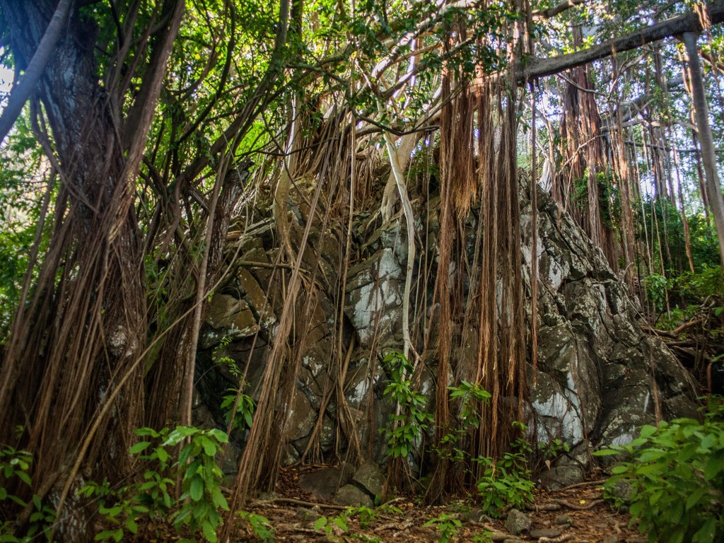 Ficus cyclophylla (Ficus cyclophylla)