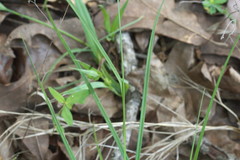 Carex caroliniana